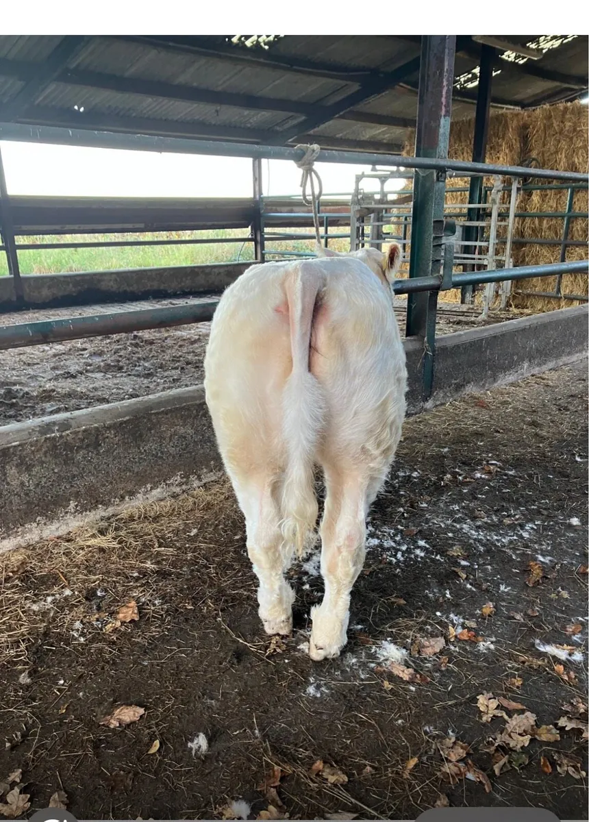Charolais - Image 2