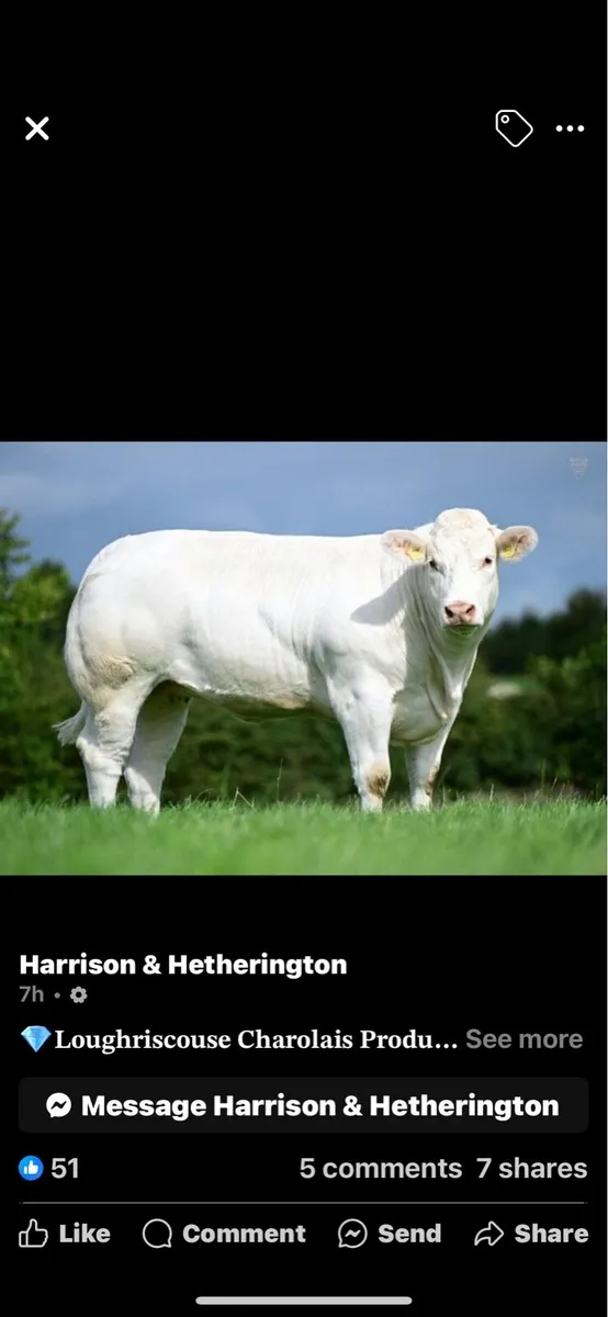 Charolais - Image 3