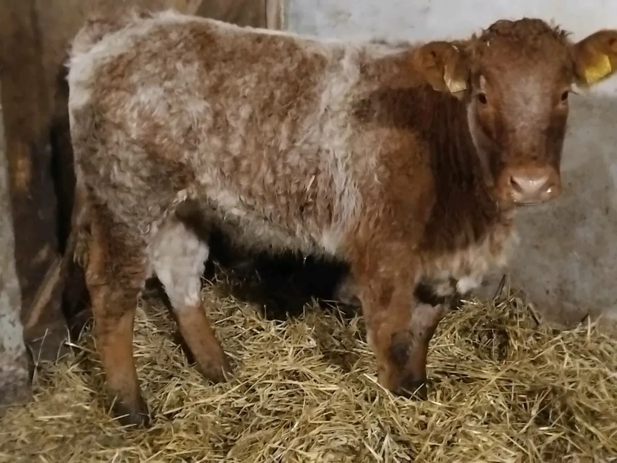 Roan Limousin Weanling Heifer - Image 2