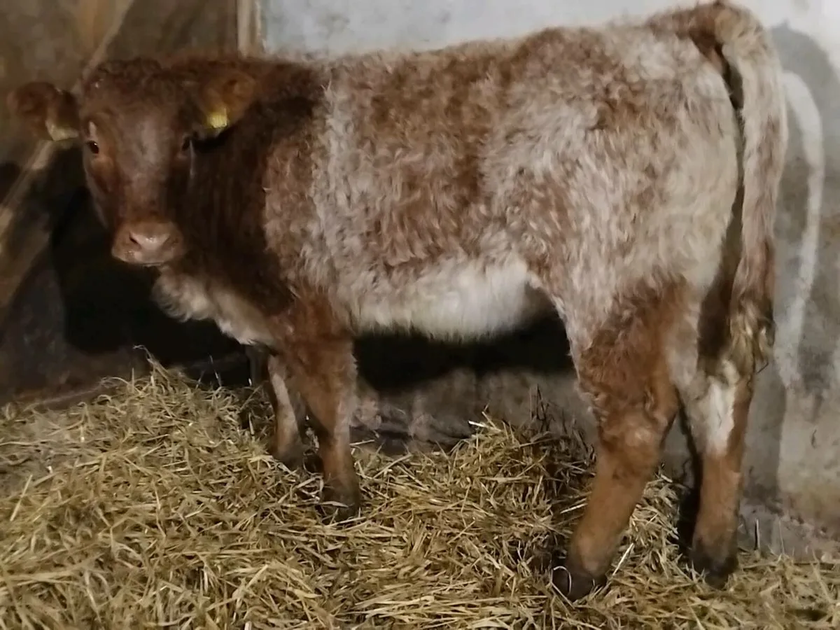 Roan Limousin Weanling Heifer - Image 1
