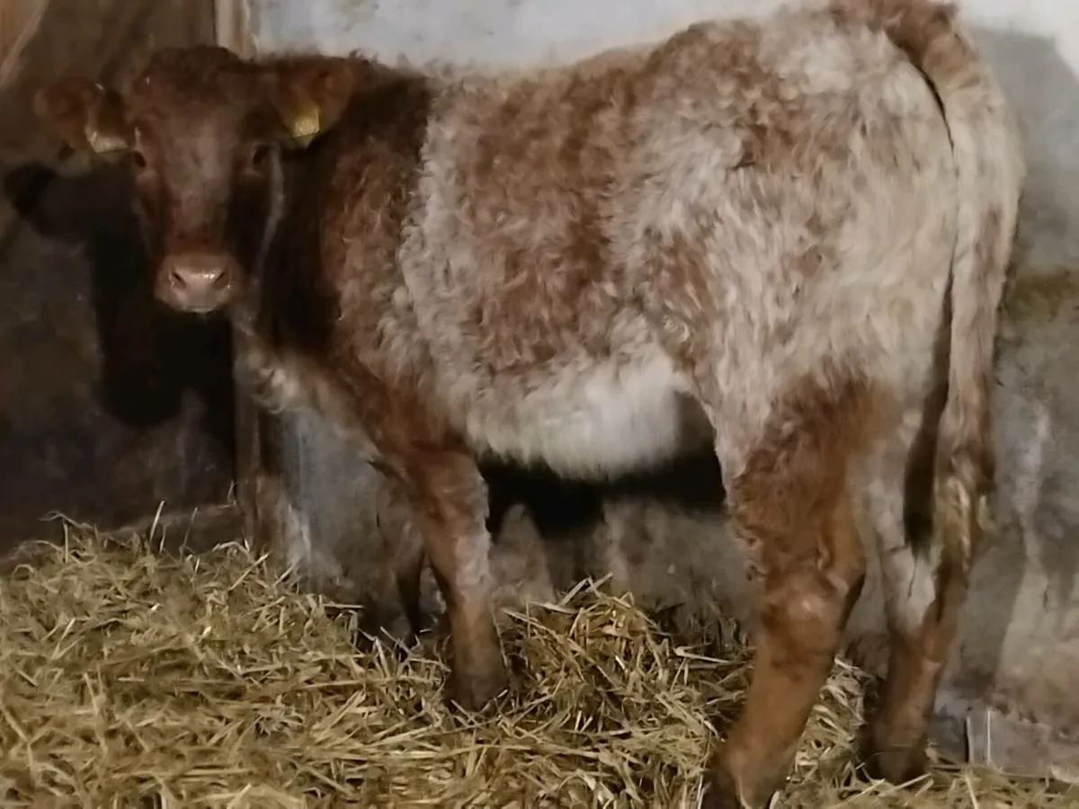 Roan Limousin Weanling Heifer - Image 3