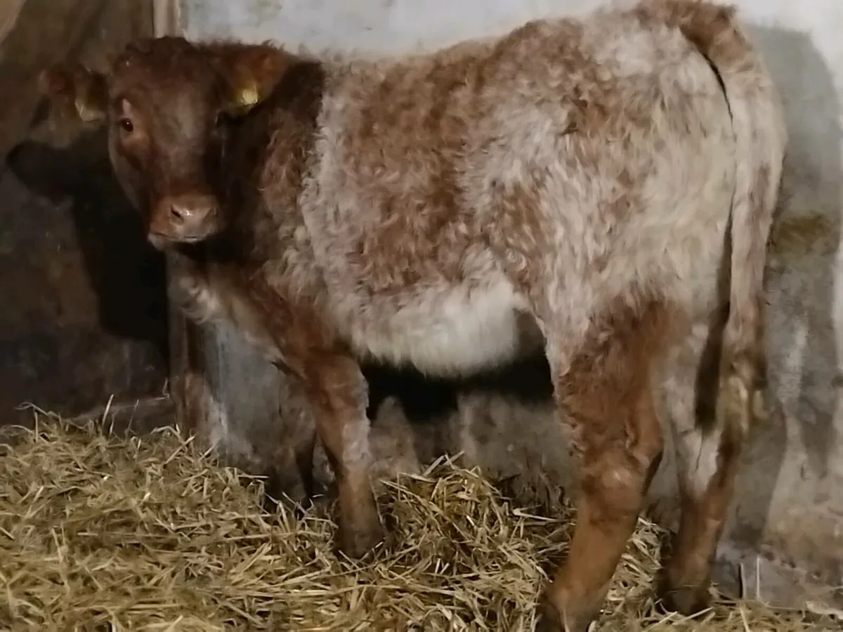 Roan Limousin Weanling Heifer - Image 4