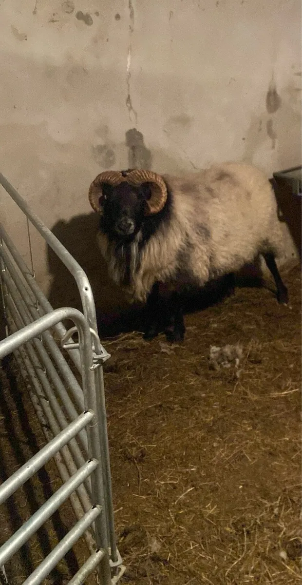 Mayo Blackface Rams - Image 1