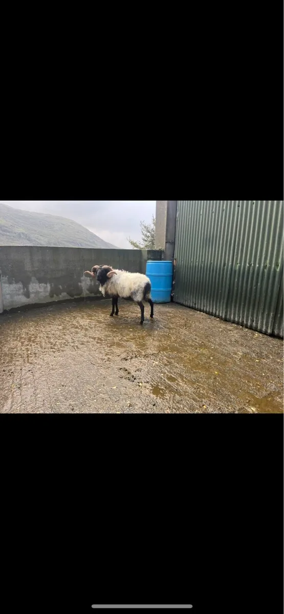 Mayo Blackface Rams - Image 3