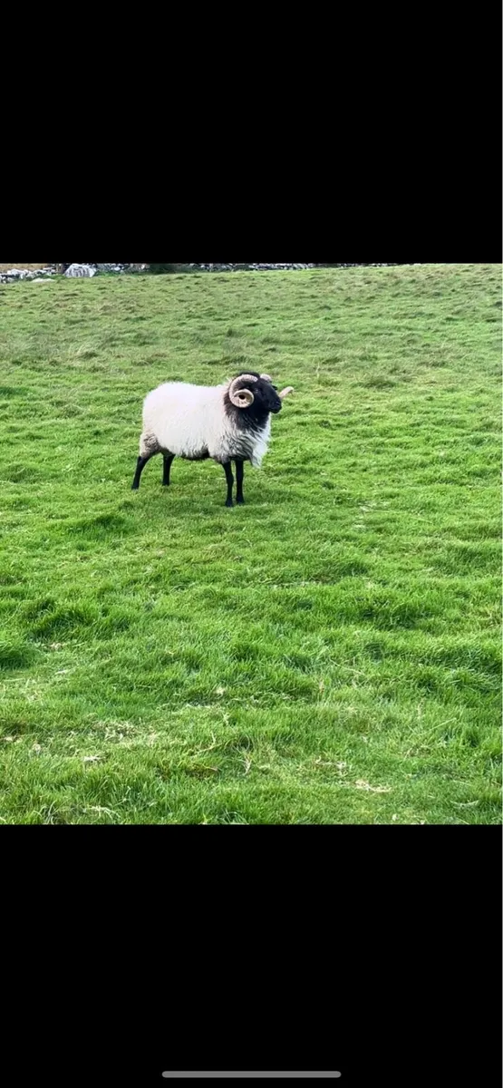 Mayo Blackface Rams - Image 4