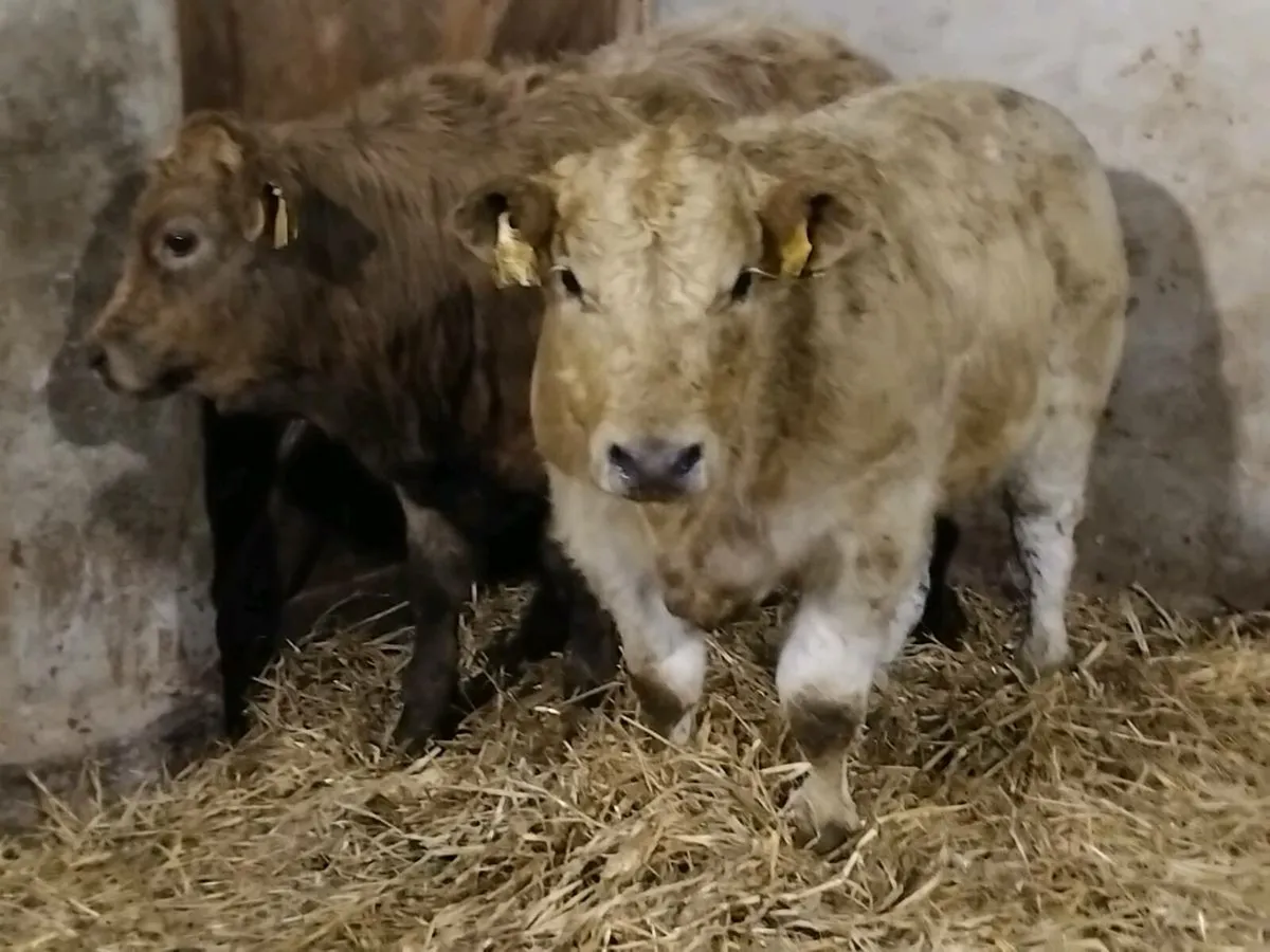2 Super Charolais Bull Weanlings - Image 4