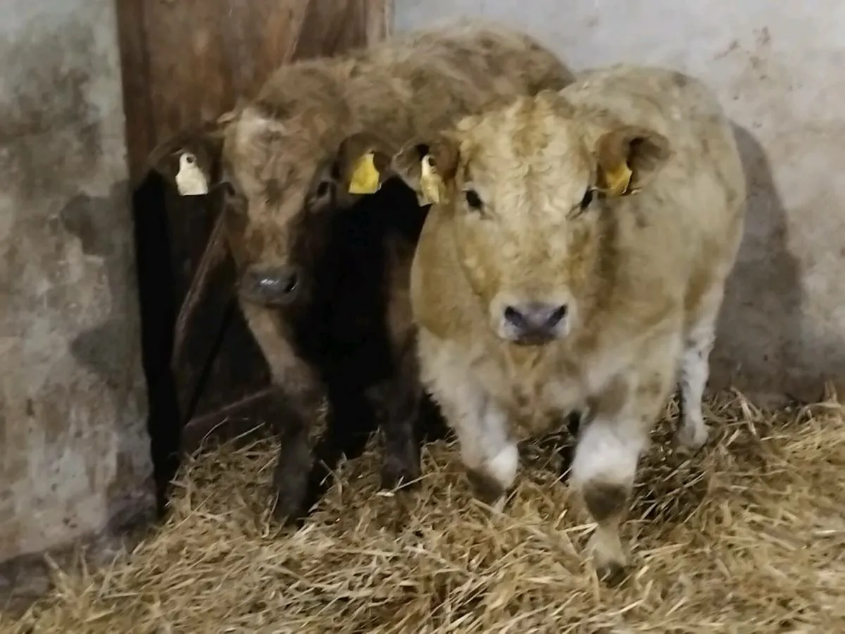 2 Super Charolais Bull Weanlings - Image 1