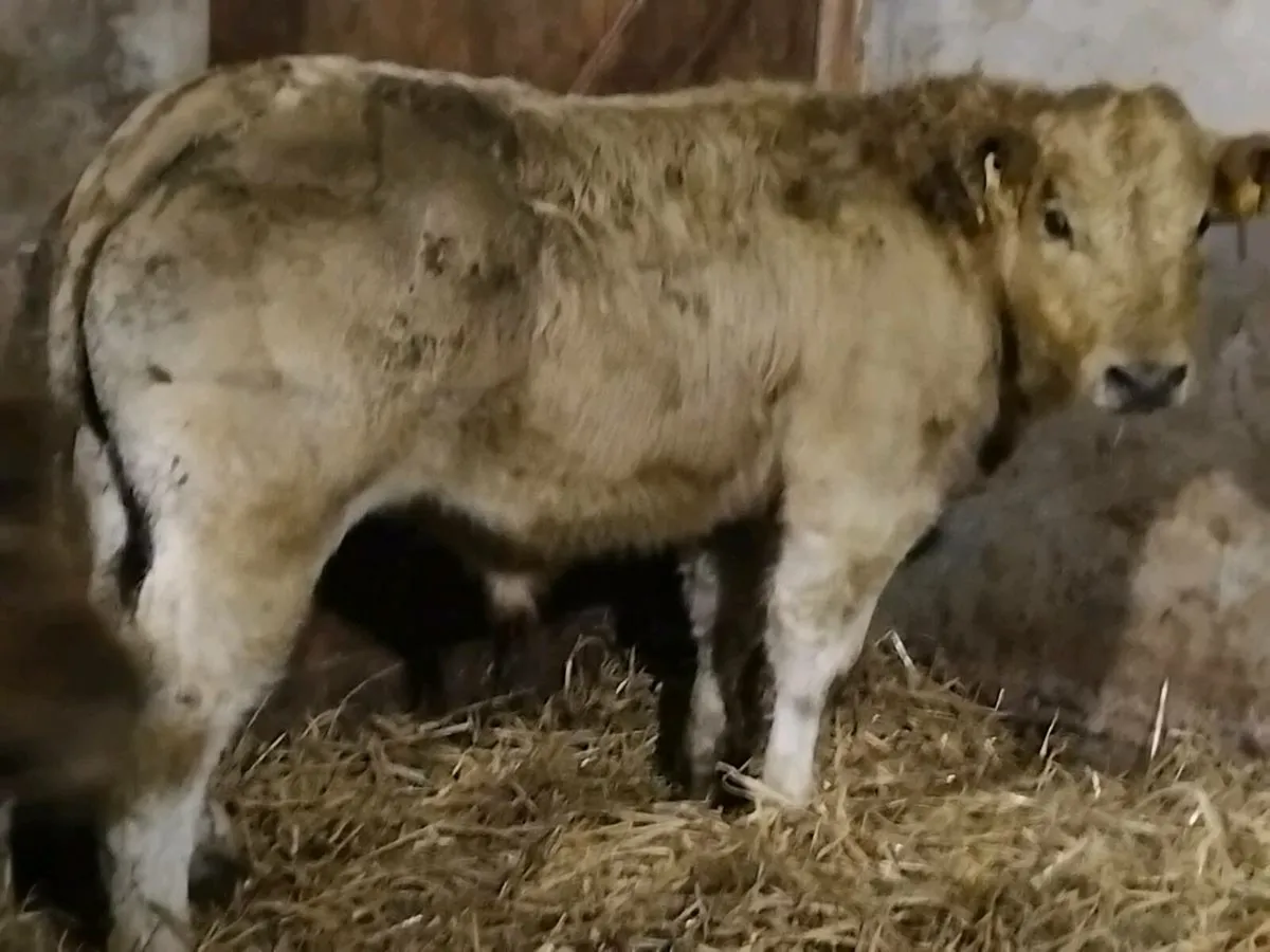 2 Super Charolais Bull Weanlings - Image 3