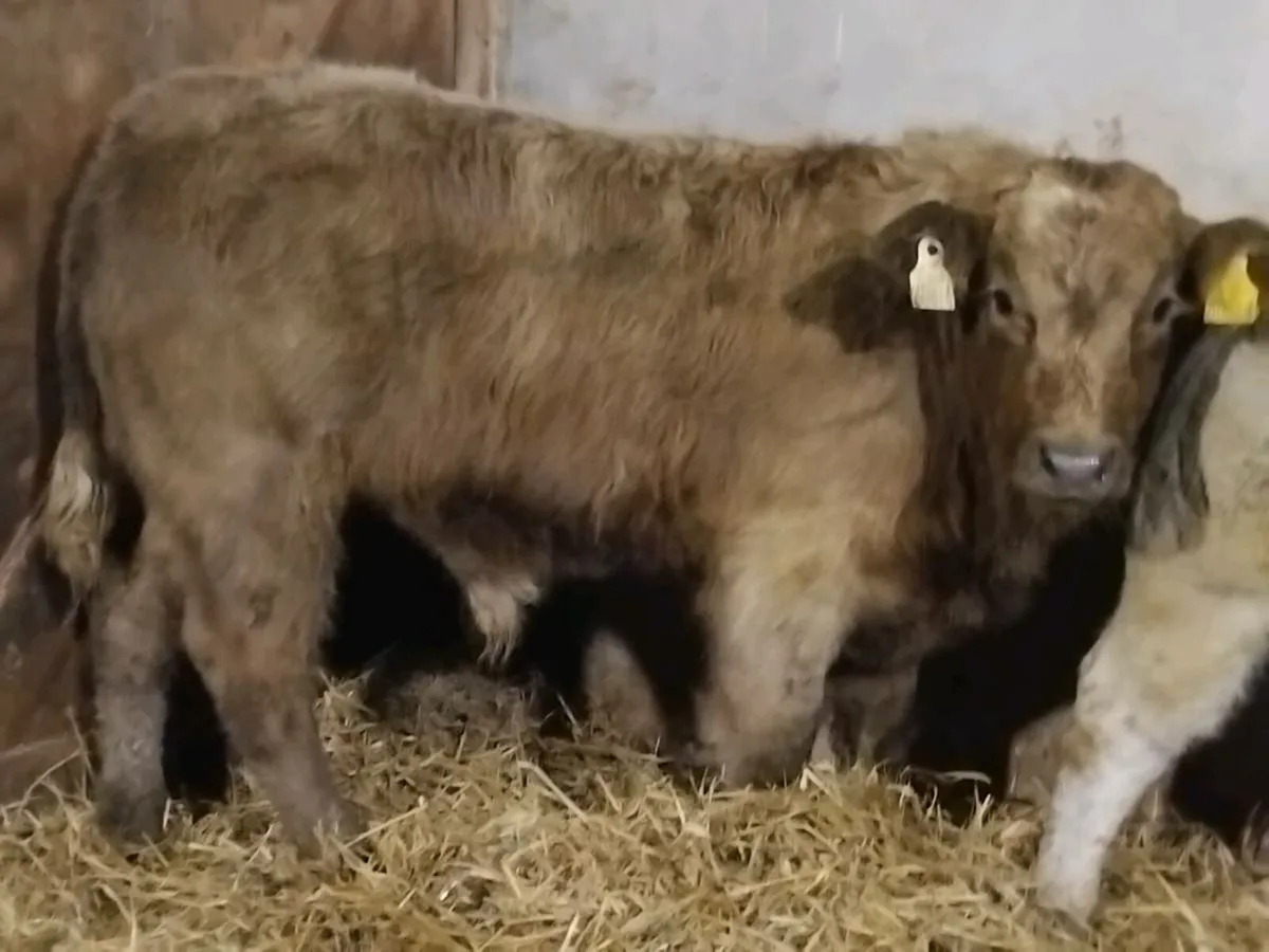 2 Super Charolais Bull Weanlings - Image 2