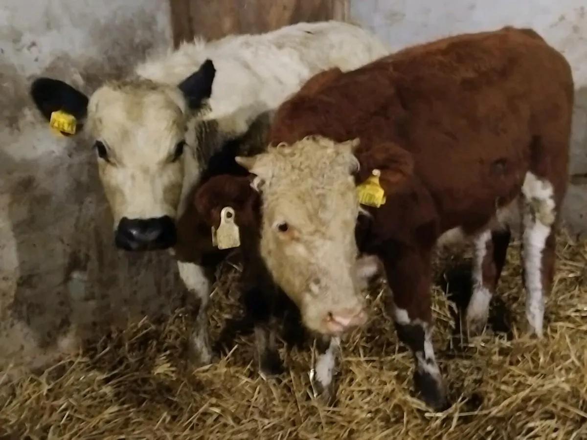 *** 2 Bull Weanlings-€2000 *** - Image 1