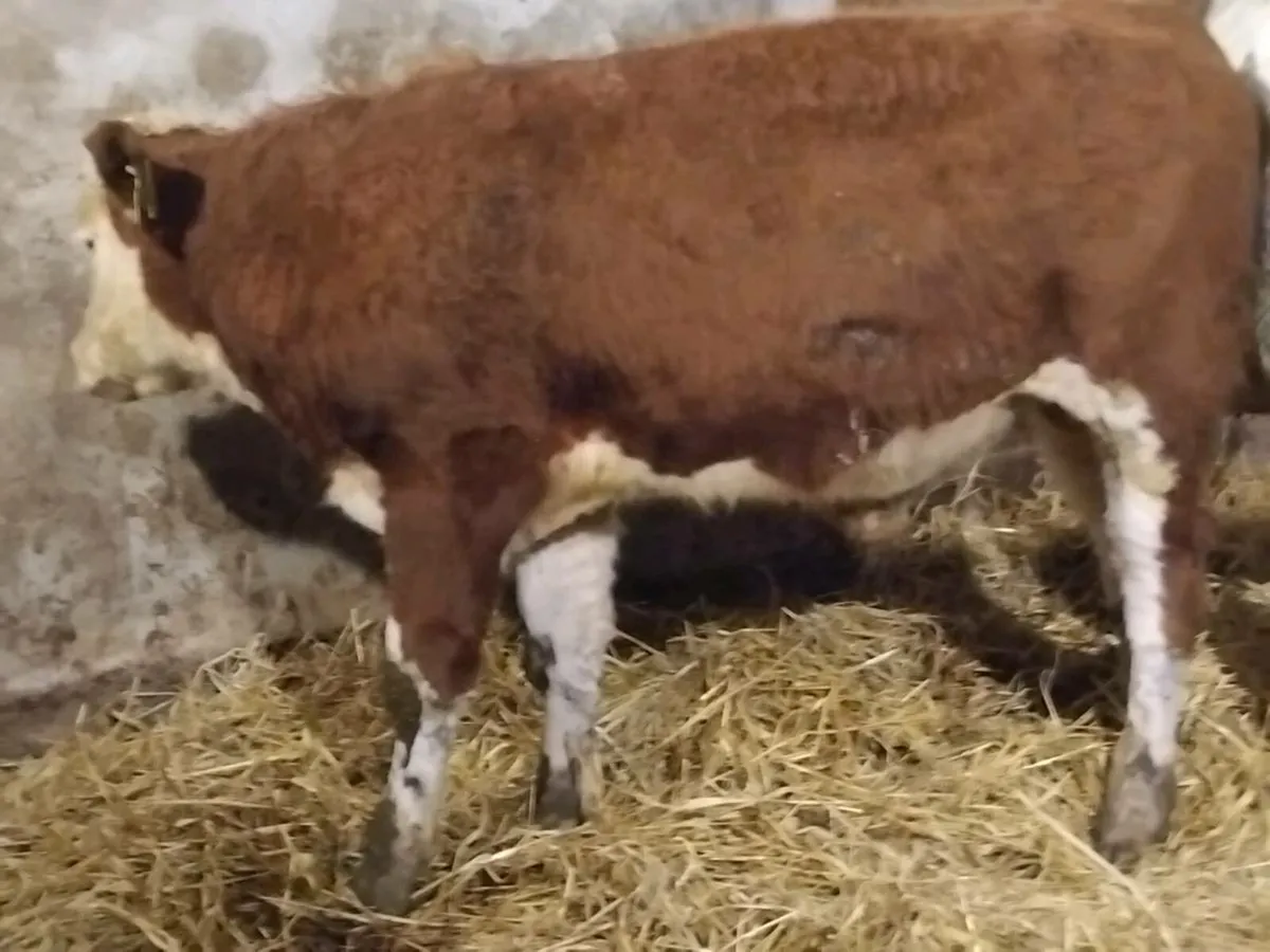 *** 2 Bull Weanlings-€2000 *** - Image 2