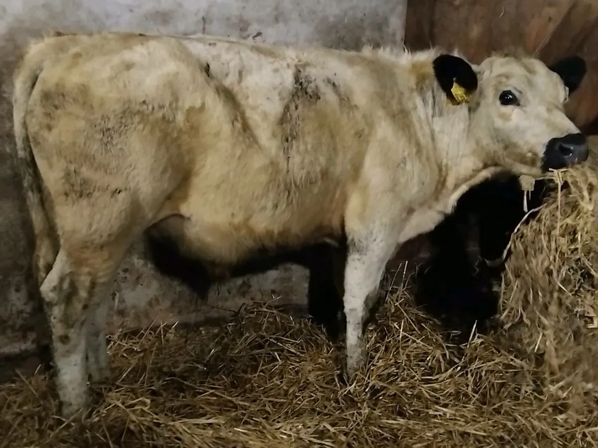*** 2 Bull Weanlings-€2000 *** - Image 3