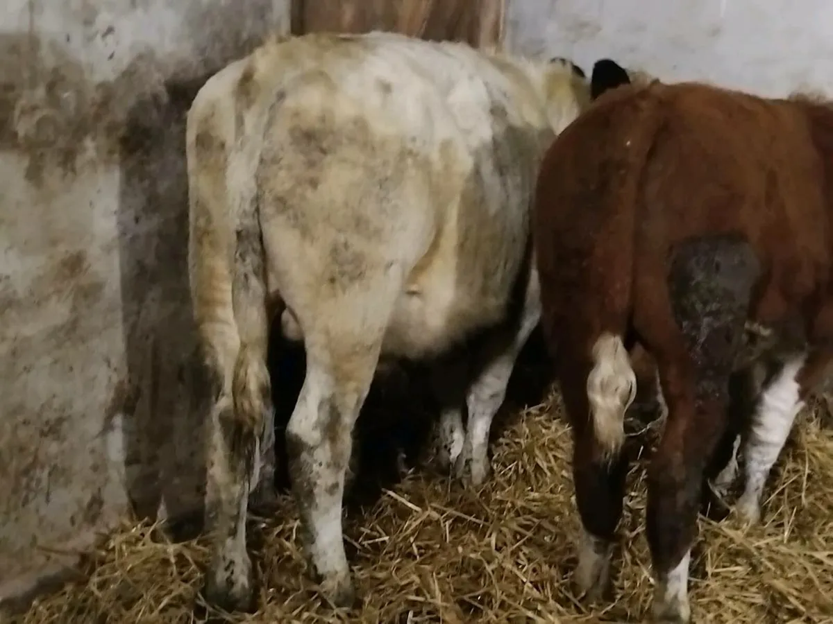 *** 2 Bull Weanlings-€2000 *** - Image 4