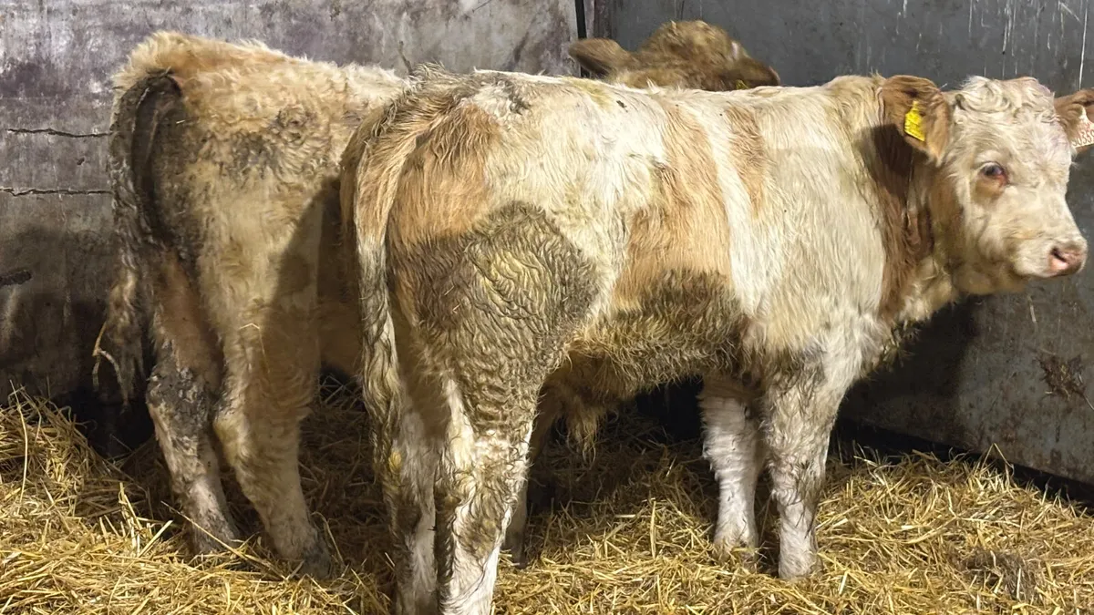 2 Quality Charolais Bull Wealings - Image 2