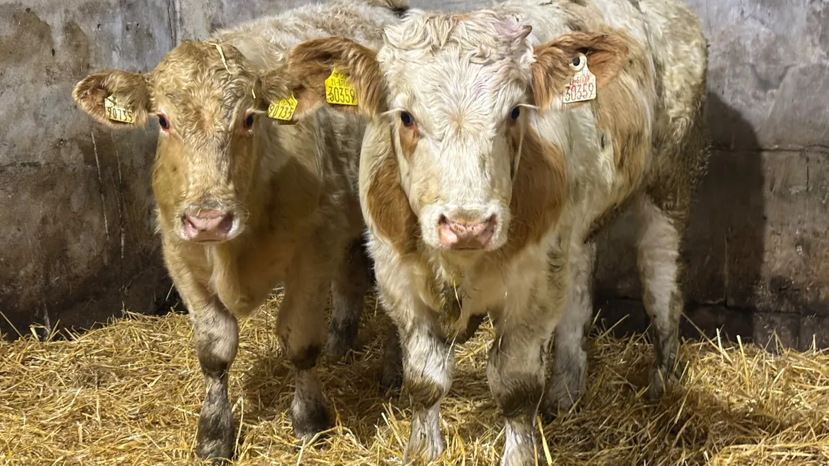 2 Quality Charolais Bull Wealings - Image 3
