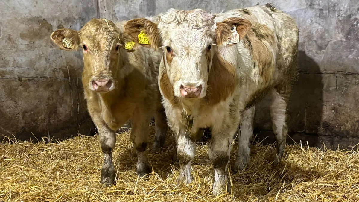2 Quality Charolais Bull Wealings - Image 1