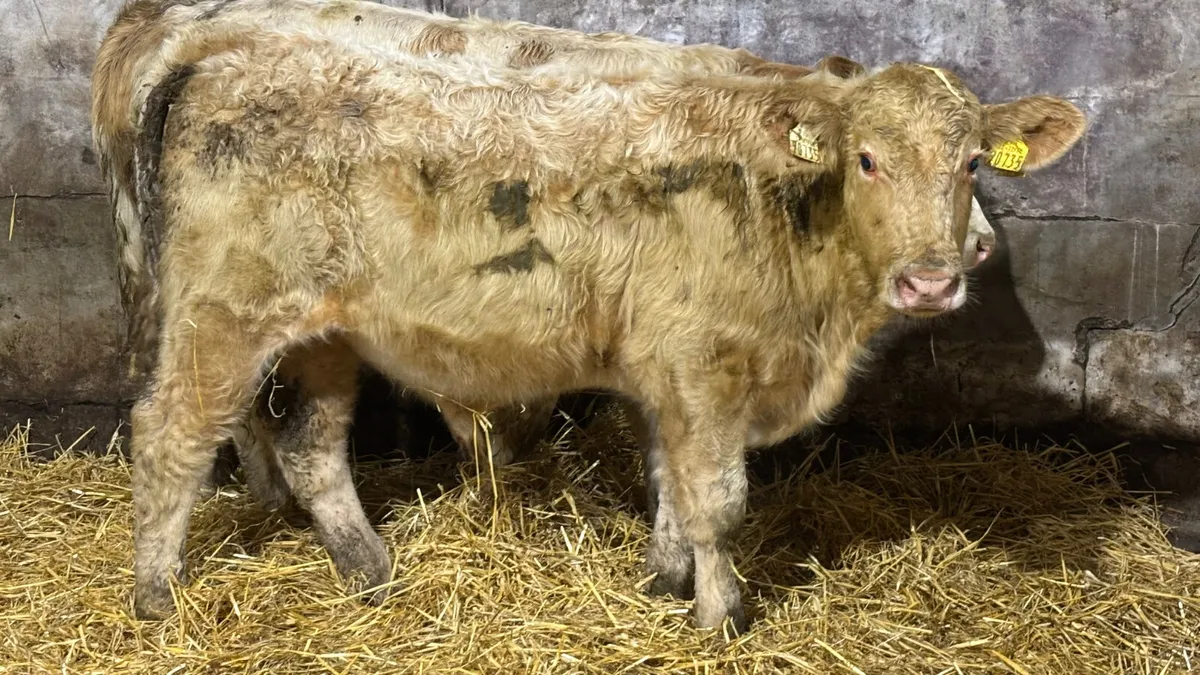 2 Quality Charolais Bull Wealings - Image 4
