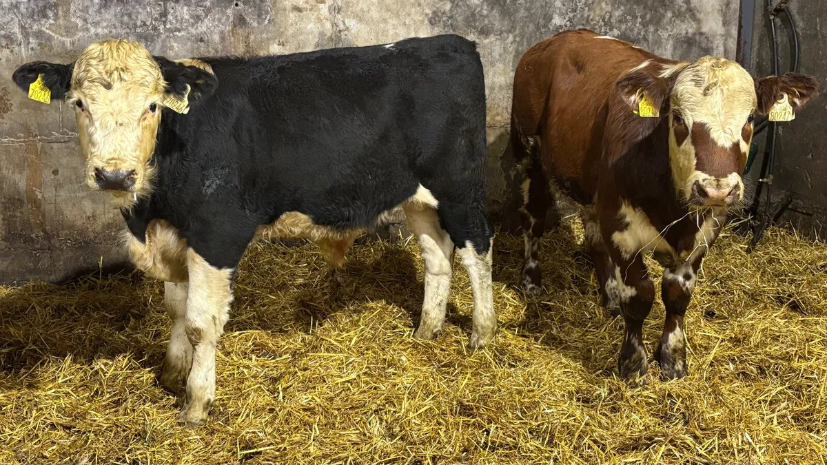 2 Super Suckler Bred Hereford Bulls - Image 3