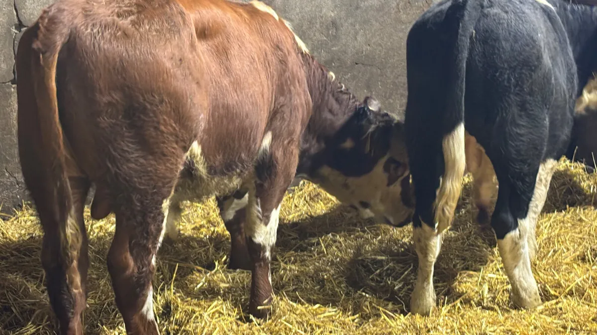 2 Super Suckler Bred Hereford Bulls - Image 4