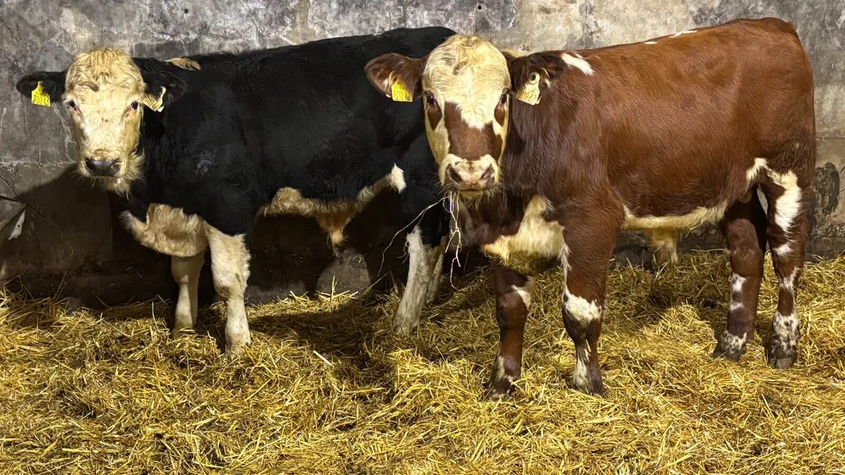 2 Super Suckler Bred Hereford Bulls - Image 1