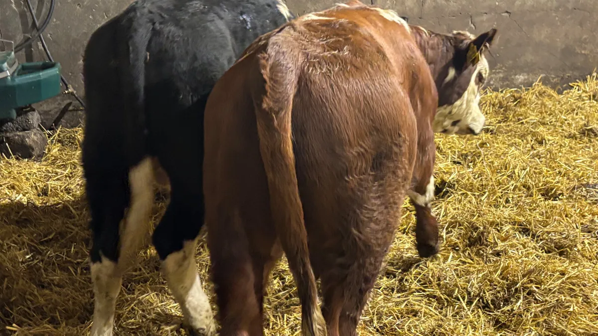 2 Super Suckler Bred Hereford Bulls - Image 2