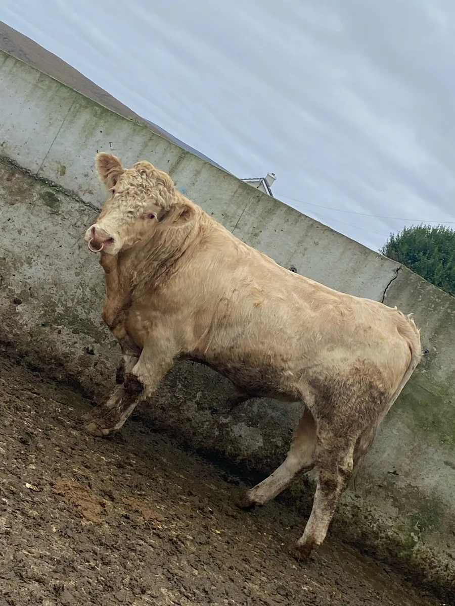 ⭐️super Charolais bull⭐️ - Image 1