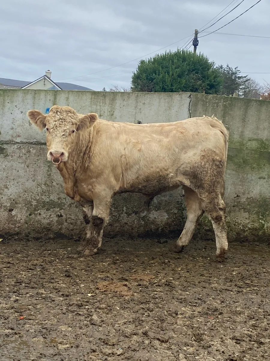 ⭐️super Charolais bull⭐️ - Image 2