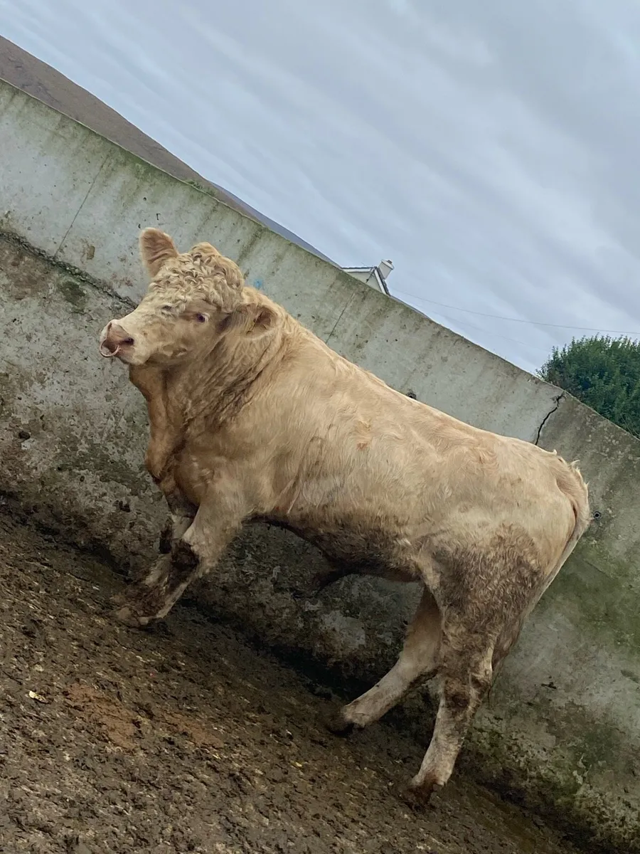 ⭐️super Charolais bull⭐️ - Image 3