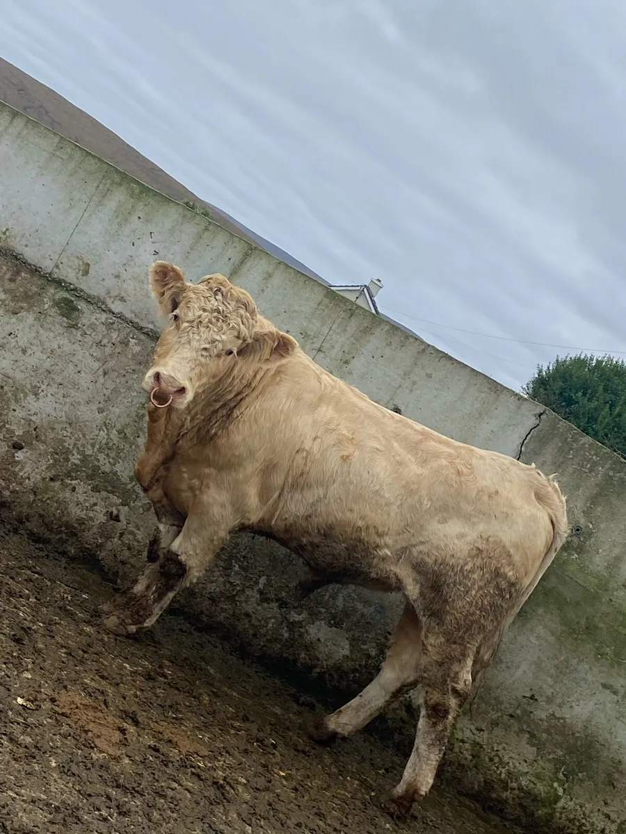 ⭐️super Charolais bull⭐️ - Image 4