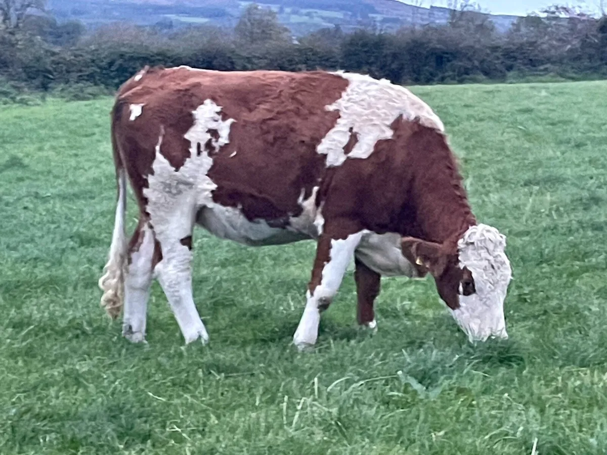 In calf  heifers - Image 2