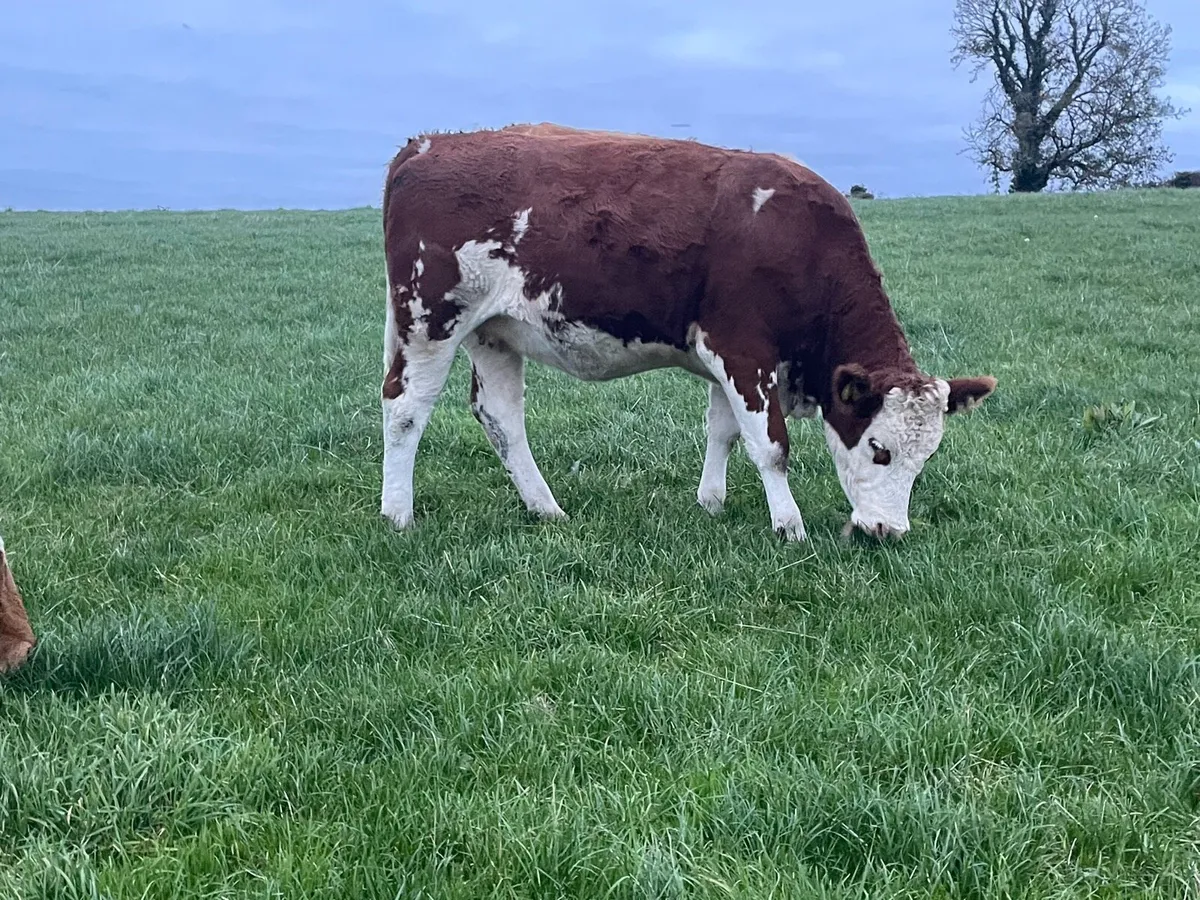 In calf  heifers - Image 3