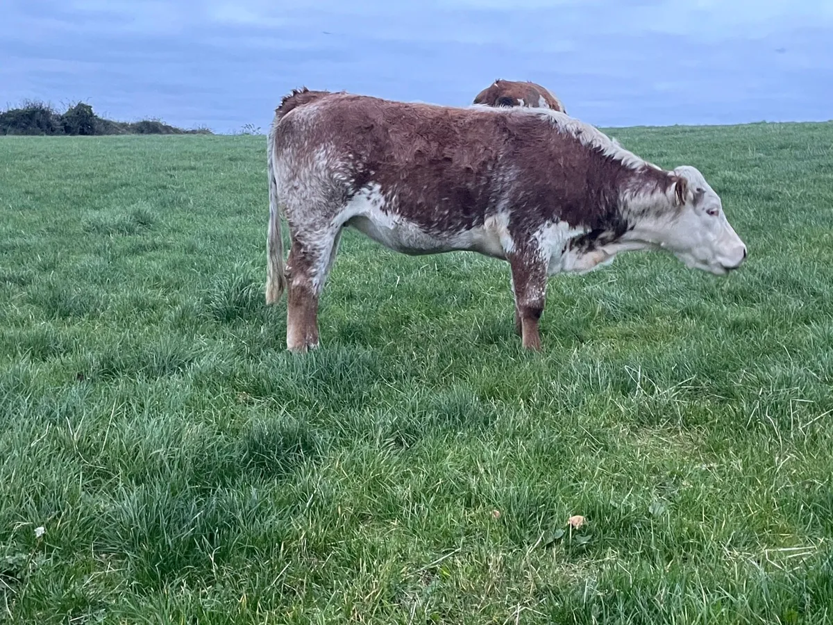 In calf  heifers - Image 4