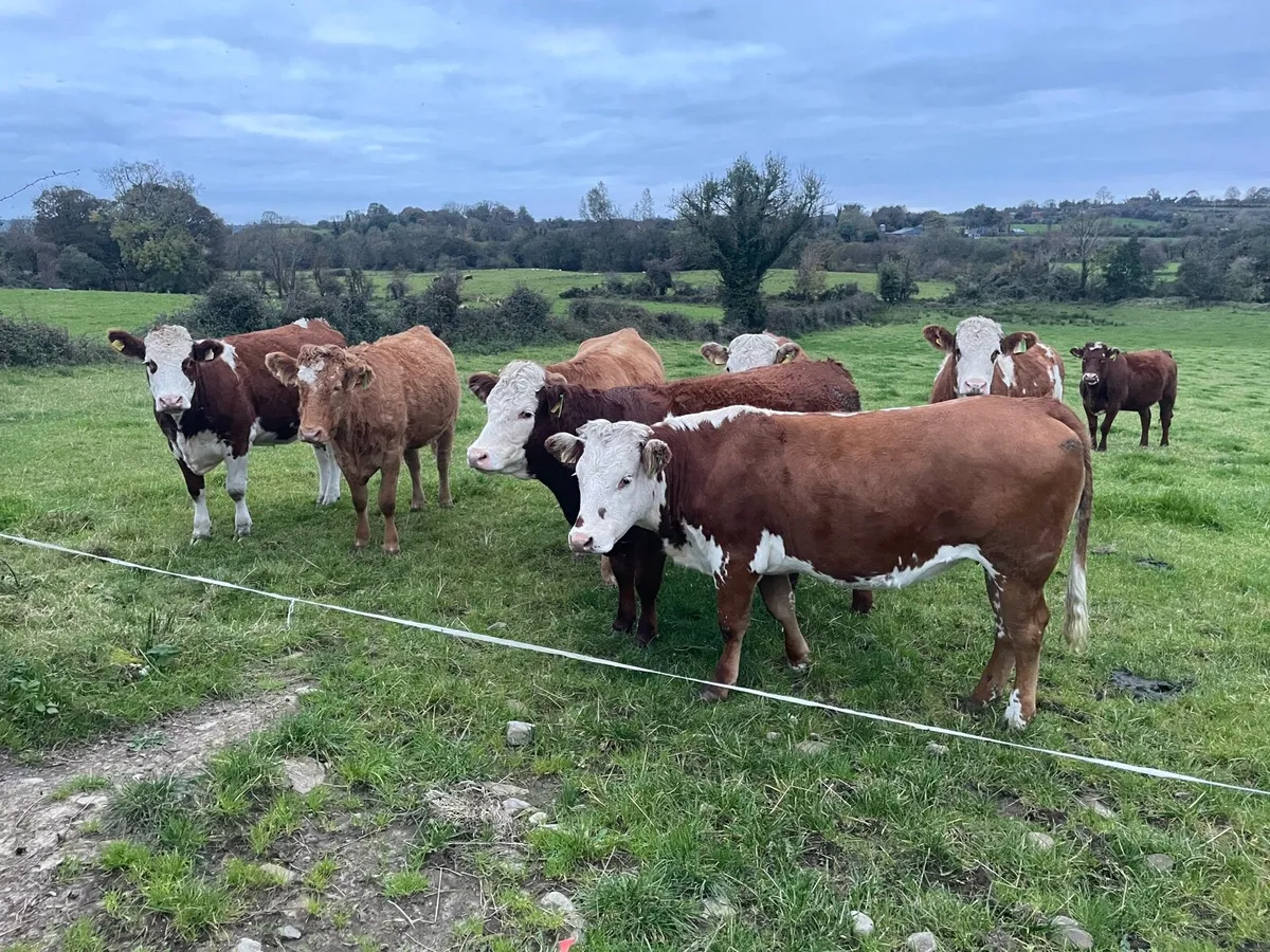 In calf  heifers - Image 1
