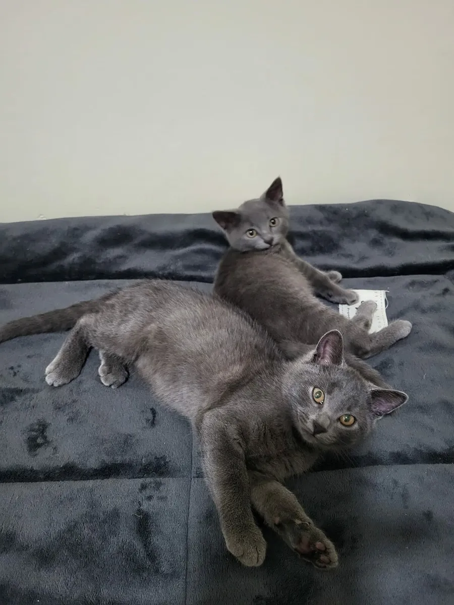 British kittens - Image 2