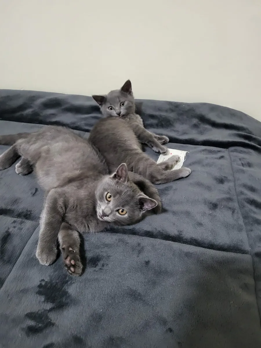 British kittens - Image 3