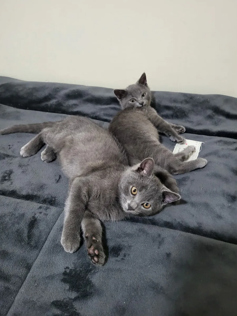 British kittens - Image 4