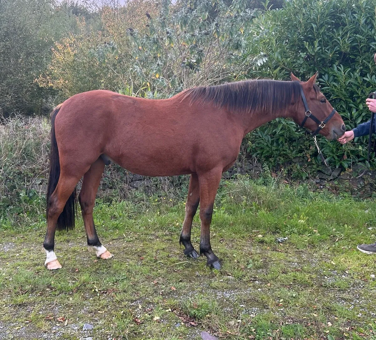 Stunning 2yr old gelding - Image 1