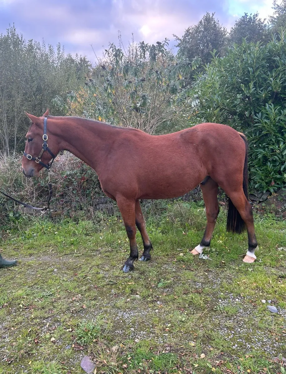 Stunning 2yr old gelding - Image 2