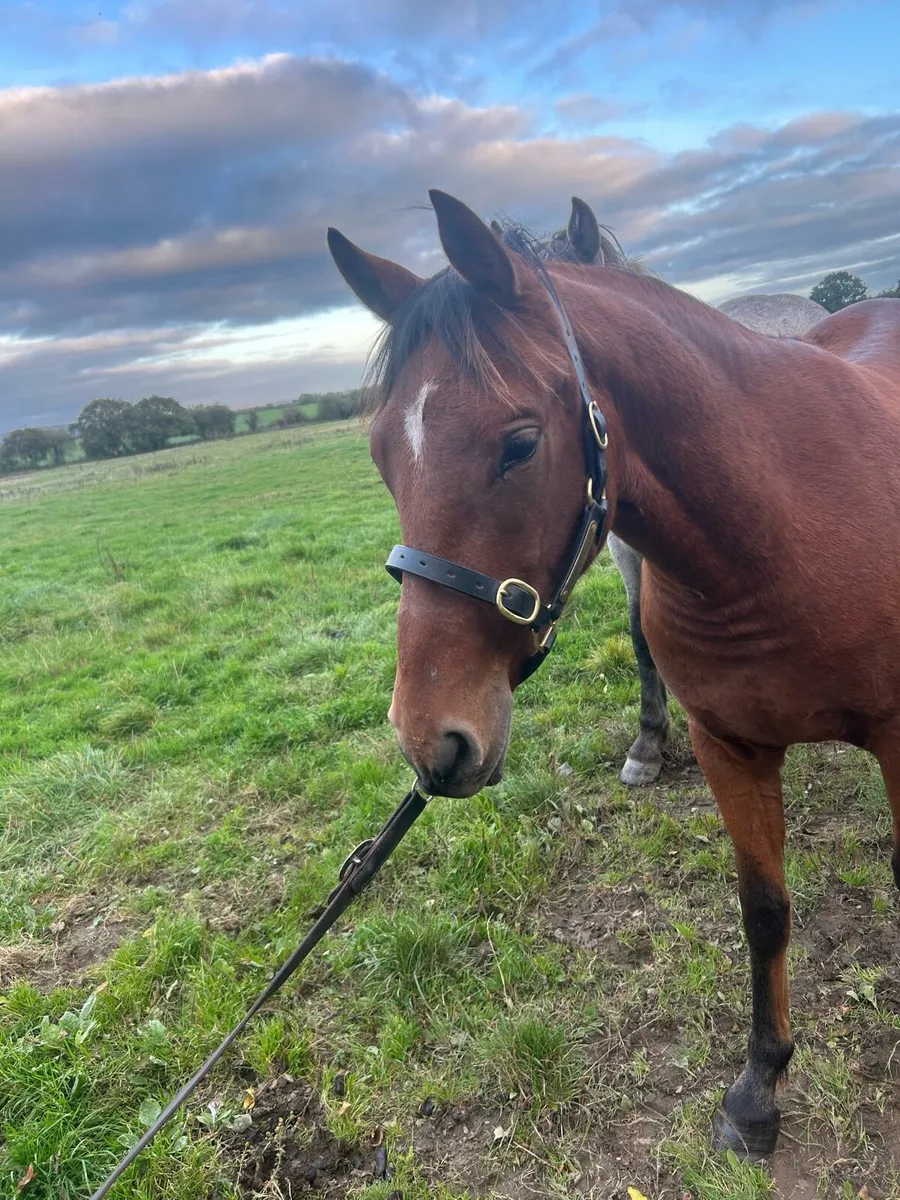 Stunning 2yr old gelding - Image 3