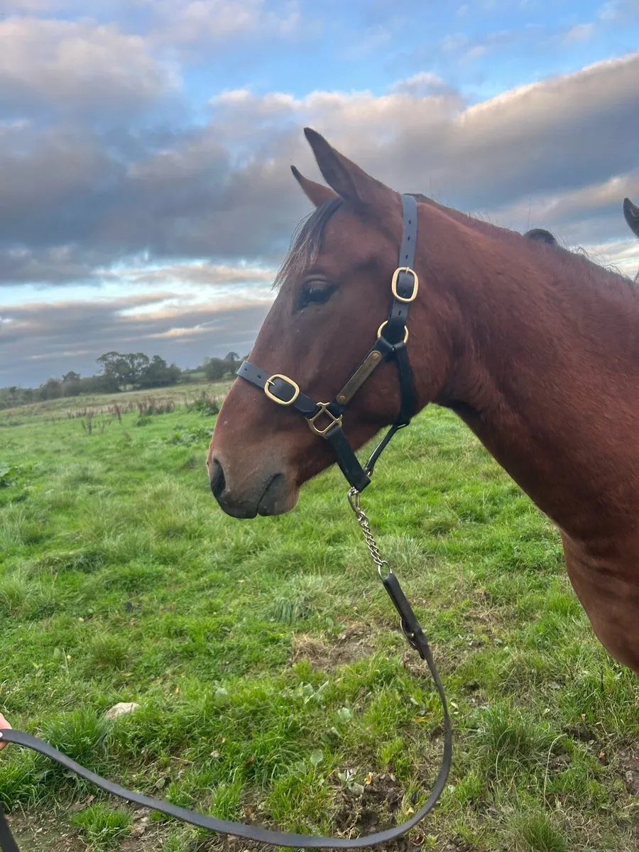 Stunning 2yr old gelding - Image 4