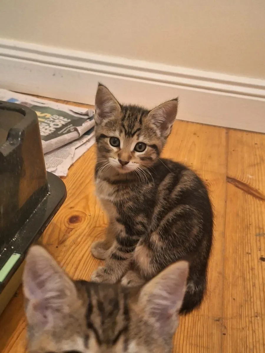 Maine Coon Cross Kittens - Image 1