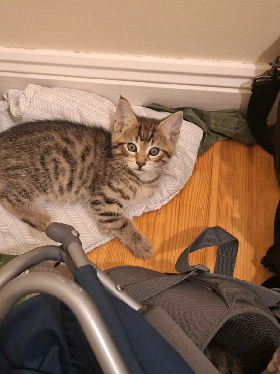 Maine Coon Cross Kittens - Image 2