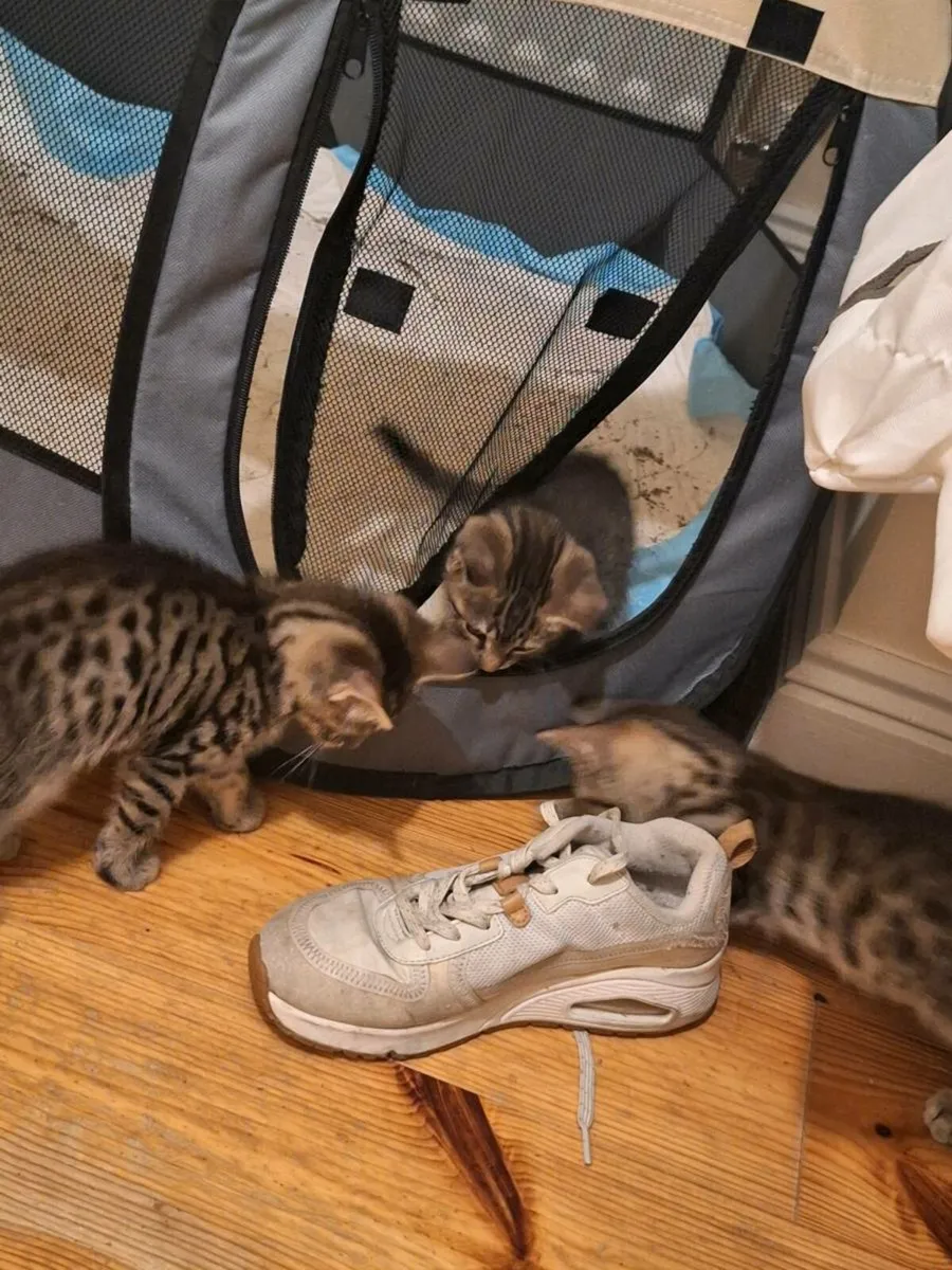 Maine Coon Cross Kittens - Image 3