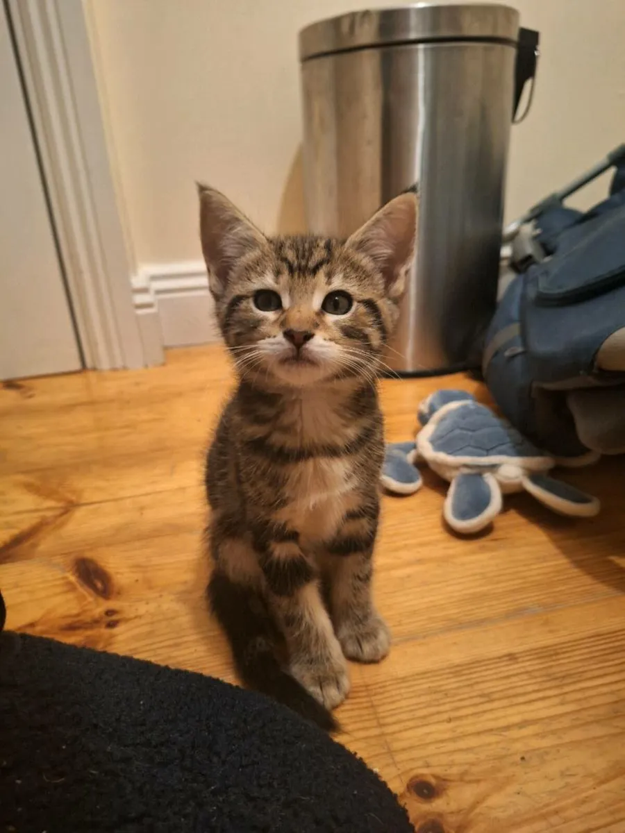 Maine Coon Cross Kittens - Image 4