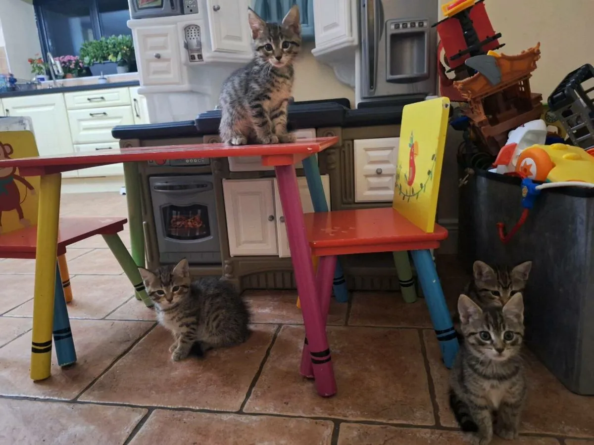 Maine Coon Cross Kittens - Image 3