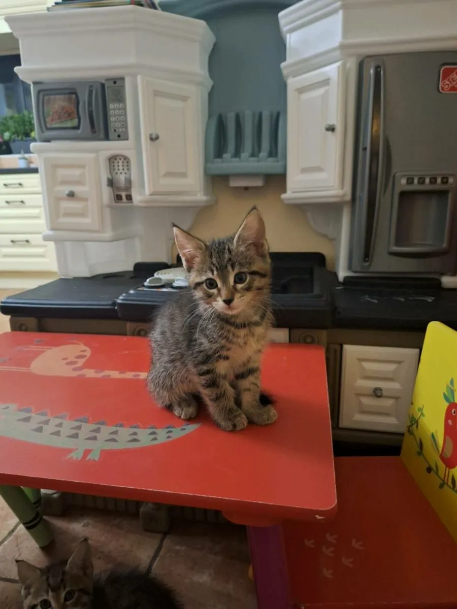 Maine Coon Cross Kittens - Image 1