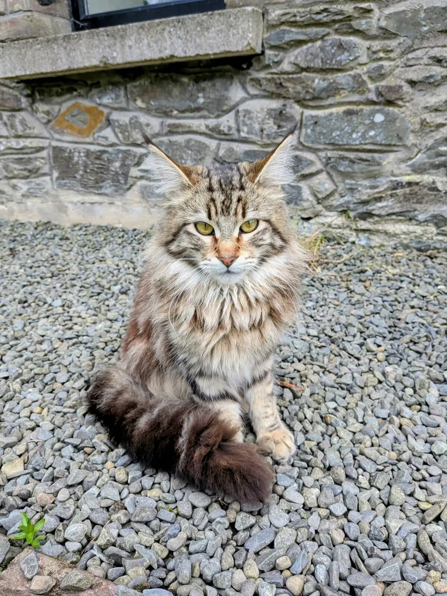 Maine Coon Cross Kittens - Image 2