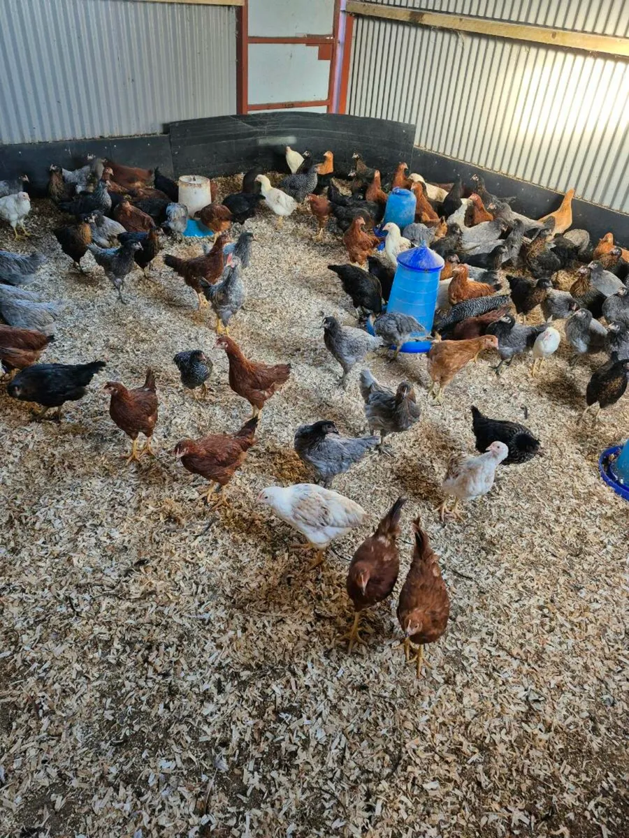 Point of Lay hens and khaki Ducklings - Image 1