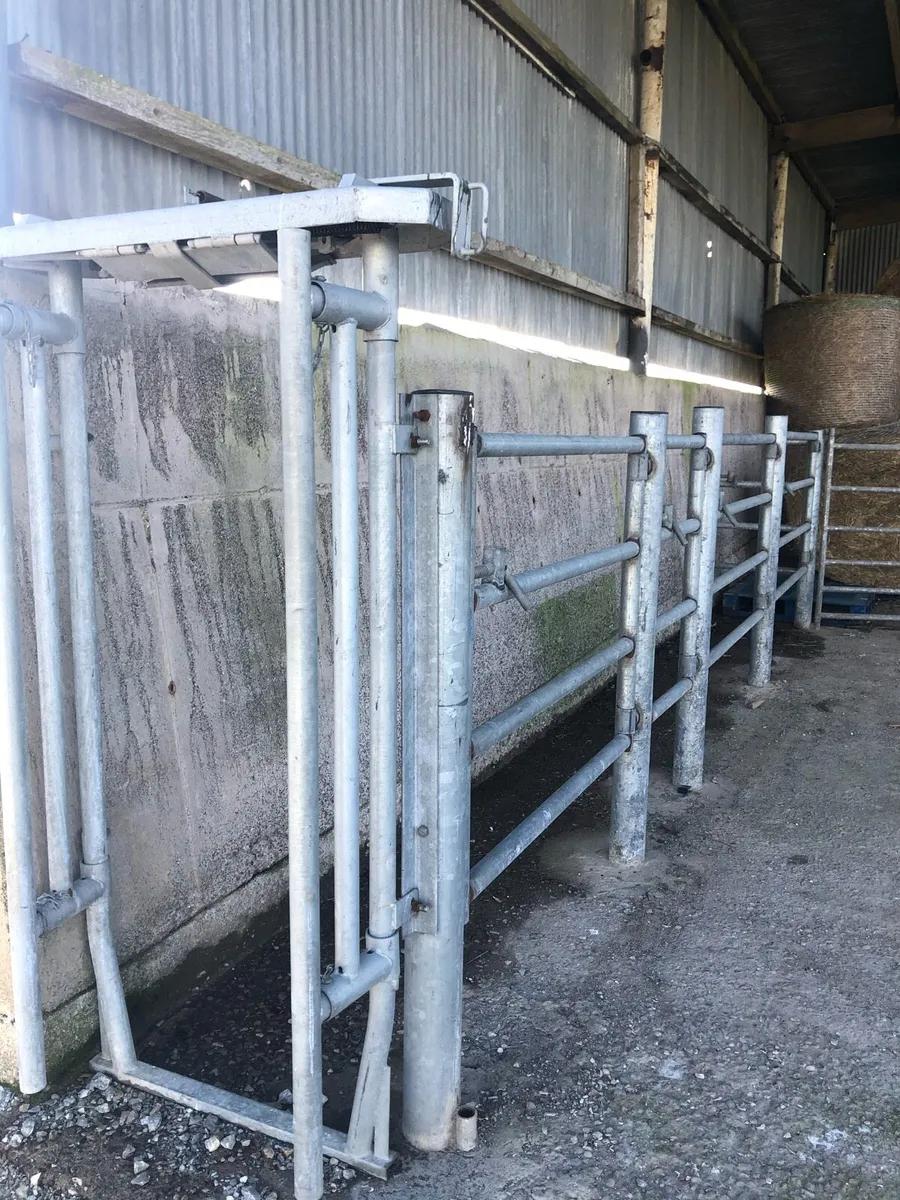 Cattle Crush - Image 2