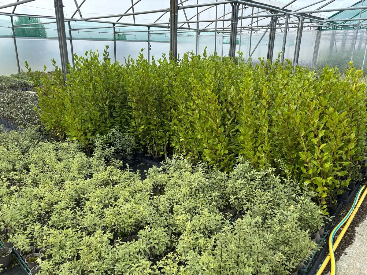 Griselinia hedging - Image 1